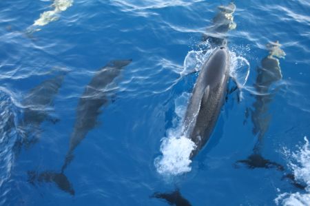 Viele Delfine begleiten uns unterwegs.
