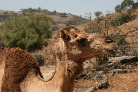 Die Kamele sind herrliche Tiere. Eva ....