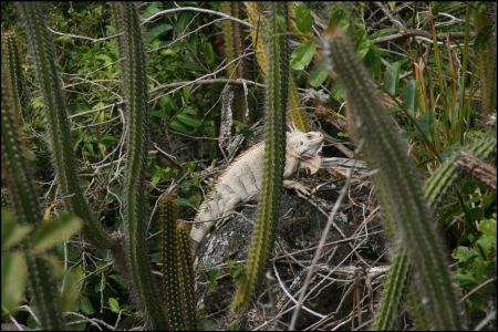 1-leguan.jpg