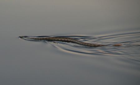 ..... wÃ¤hrend der Windstille sehen wir an der WasseroberflÃ¤che Seeschlangen .....