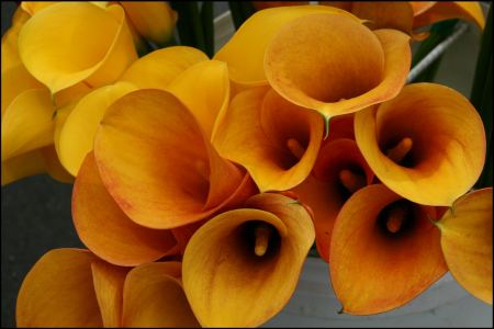 14-blumen-markt-kerikeri.jpg