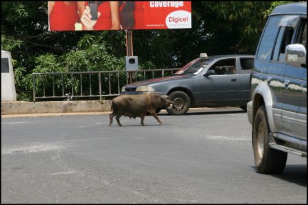 14-schweine-uberall.jpg