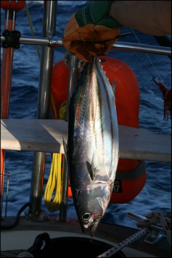 15-thunfisch-gefangen.jpg