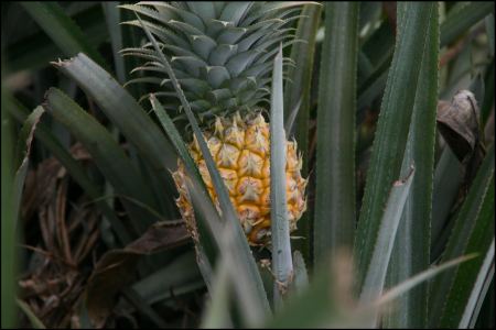 2-ananas.jpg