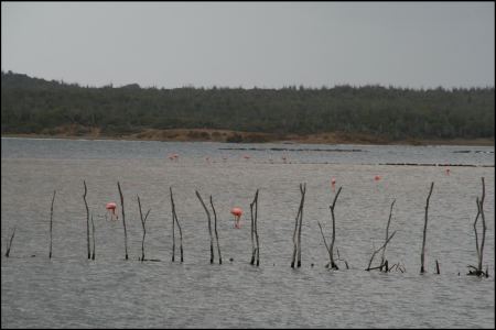 2-flamingo-viele.jpg