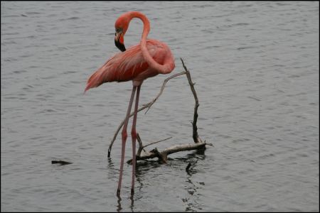 2-flamingo.jpg