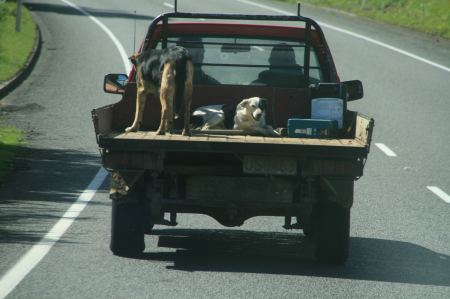 In Neuseeland fahren Hunde auf der LadeflÃ¤che mit