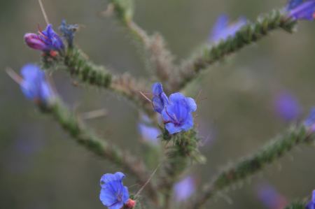 BlÃ¼ten am Wegesrand