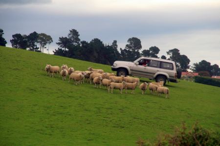 Die SchÃ¤fer sind modern und treiben die Schafe mit dem Auto zusammen.