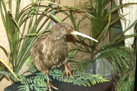 Den Nationalvogel Neuseelands, den Kiwi, sehen wir leider nur ausgestopft im Te Puias.