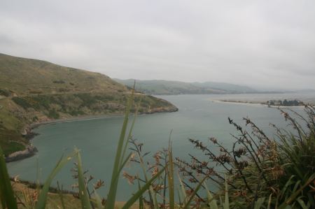 Hier, in Taiaroa, haben sich die Albatrosse angesiedelt