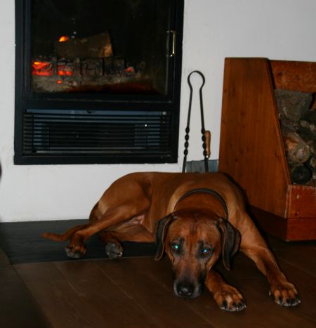 Der Hund hat es sich vor dem Kamin gemÃ¼tlich gemacht. 