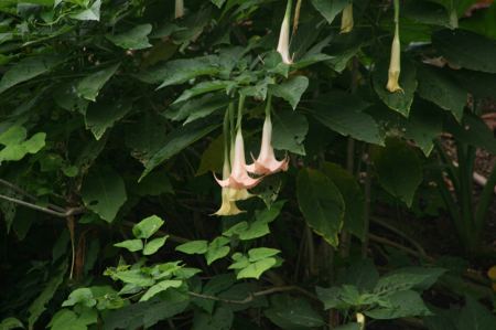 SchÃ¶ne BlÃ¼ten am FluÃŸufer.