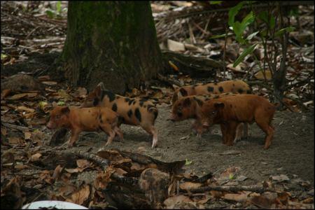 26-schweinezucht.jpg