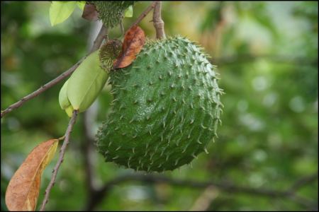 3-frucht-kennen-wir-nicht.jpg