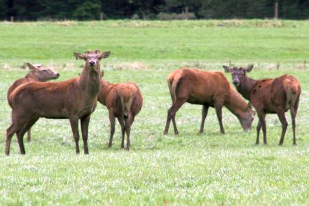 Hirsche werden auf Weiden gehalten