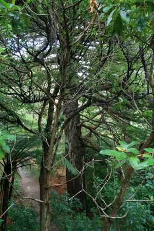 Ein noch nicht so alter Kauribaum im botanischen Garten