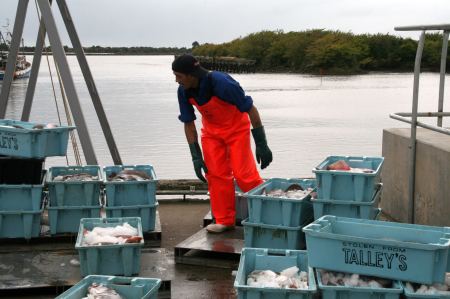 In Westport schauen wir den Fischern beim 