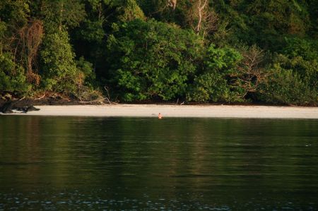 .... zum nahe gelegenen Strand. Dort trifft er Affen und Echsen und weil der Weg so weit ist ....