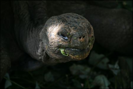 6-schildkrote-beim-essen.jpg