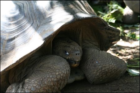 6-schildkrote-im-panzer.jpg