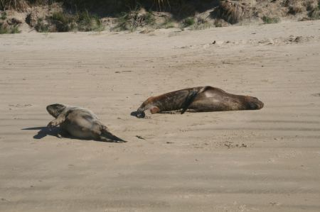 Hier die Zwei sind eben aus dem Meer gekommen und wir denken, die sind auch mÃ¼de ....