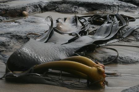 Zwischendurch ganz eigenartiges Strandgut aus dem Meer.