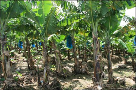 bananenplantage-martinique.jpg