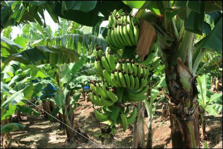 bananenstaude-auf-feld.jpg