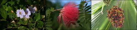 blumen-auf-martinique.jpg