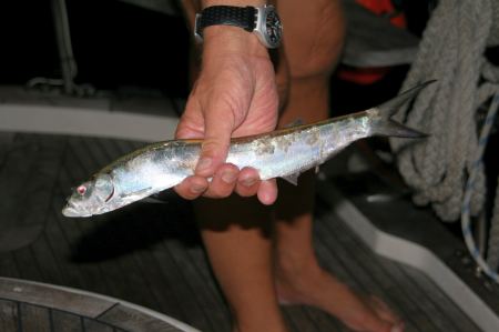 Im Dunkeln springt uns dieser Fisch aufs Deck, genau vor die Luke der Achterkabine und bewwegte sich wild hin und her. Noch ein Satzt, dann wÃ¤re in unseren Betten gelandet. Da hÃ¤tten wir uns beim zu Bett gehen schÃ¶n gewundert.