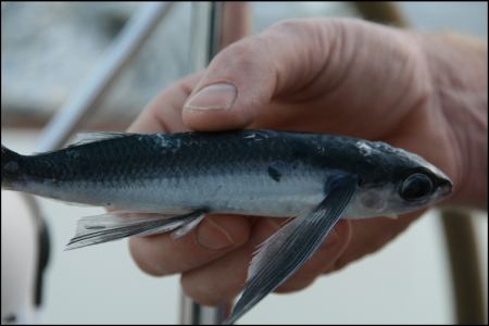 fliegender-fisch-gelandet-6108.jpg