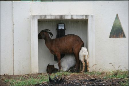 ziegen-im-regen.jpg