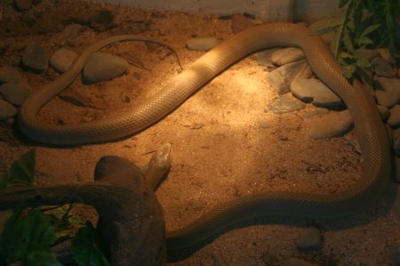 In einem kleinen Zoo kann man die Kriechtiere anschauen, die es im Regenwald gibt. Schlangen, Skorpione und riesige Spinnen.